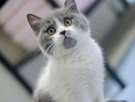 猫咪老拉肚子：找出原因与解决方法