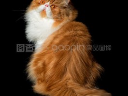 猫咪带铃铛有危害吗？揭开真相