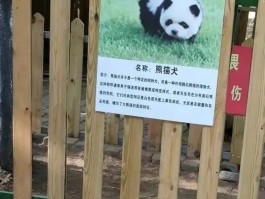 猫咪滴虫怎么治疗：全面解析与有效对策