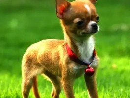 几个月的幼犬好养：新手养犬攻略