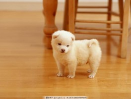 2个月泰迪吃什么：营养均衡的幼犬饮食指南
