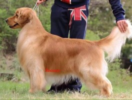 两个月大的泰迪怎么训练？泰迪幼犬训练指南