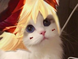 猫咪网官网：您的猫咪生活全方位指南