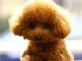 猫咪用益生菌：守护宠物健康的秘密武器