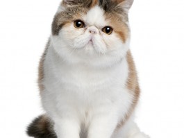 猫咪眼睛湿润：原因与护理方法