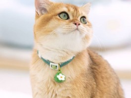 养猫一个月花费：揭秘猫咪养护成本