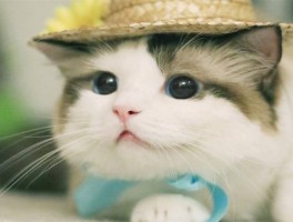 猫咪皮下有小疙瘩：原因、诊断与治疗