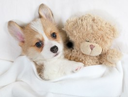 一个月的罗威纳多少斤？探究幼犬成长的关键数据