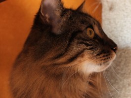 6个月母猫会怀孕吗？揭秘猫咪的怀孕奥秘
