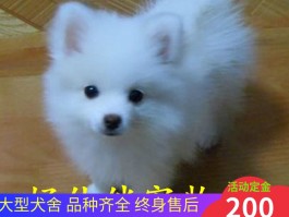 四个月的金毛有多重：了解金毛成长中的关键数据