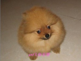 宠物猫黑嘴唇是什么原因
