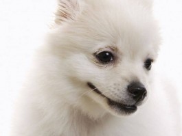 狗狗几个月开始训练大小便