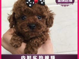 火车可以托运狗狗吗？揭秘宠物托运全攻略
