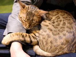 猫喜欢老人什么原因