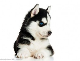 小泰迪几个月长得最快：解析泰迪犬的生长速度