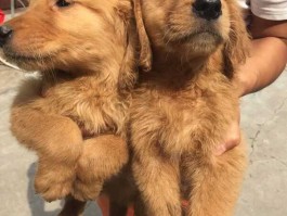 宠物鸭子爱吃什么原因