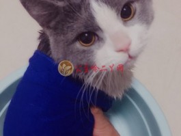 三个月狗打疫苗：新手宠物主必读指南