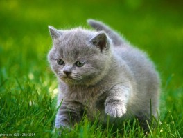 猫咪半折耳：了解这一特殊现象及其影响
