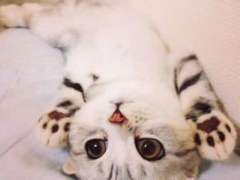 宠物眼屎多是什么原因？找出背后的真相