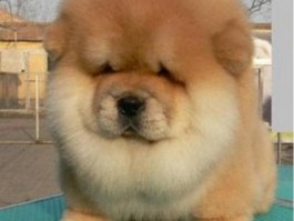 狗狗嗅觉排名：揭秘嗅觉最灵敏的犬种