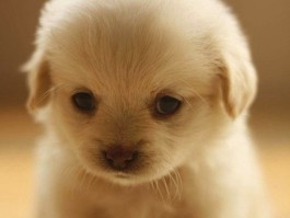 博美犬几个月成年：了解博美犬的成长周期