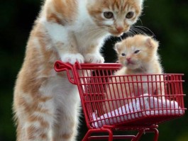 猫咪长跳蚤：如何有效预防和治疗