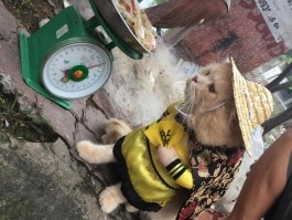 猫咪好臭：找出原因及解决方法