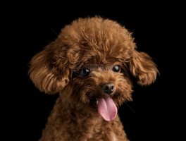 布偶猫每个月：全方位了解布偶猫的养护要点