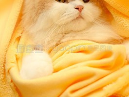 猫息是什么原因？宠物医生为您解答