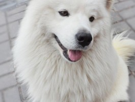 猫咪为什么打喷嚏？揭秘背后的原因