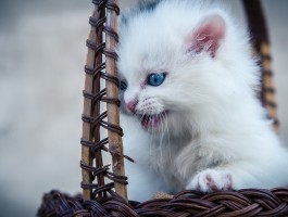 蝴蝶犬一个月：新手养护指南