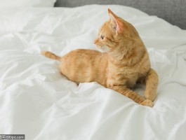 猫咪同时养：多只猫共处的幸福生活指南