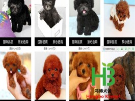 三个月博美：健康成长的关键指南