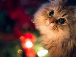 奇特的猫咪：揭秘它们的独特魅力
