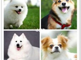 八个月的狗狗算成犬吗？——宠物医生的专业解答