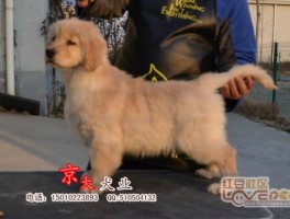 宠物叫个不停就打喷嚏什么原因