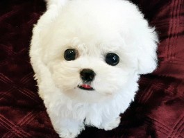 狗狗不能打哪里：保护宠物的安全与健康