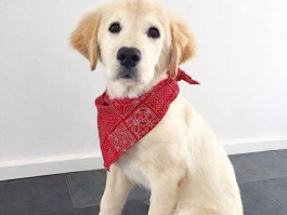 狗狗骨折能自愈吗？