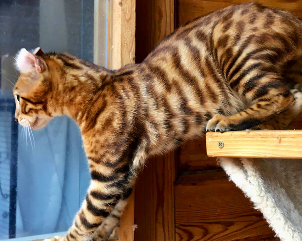 标题:一只躲在墙角的猫咪——关注宠物心理健康 标题:一只躲在墙角的猫咪——关注宠物心理健康