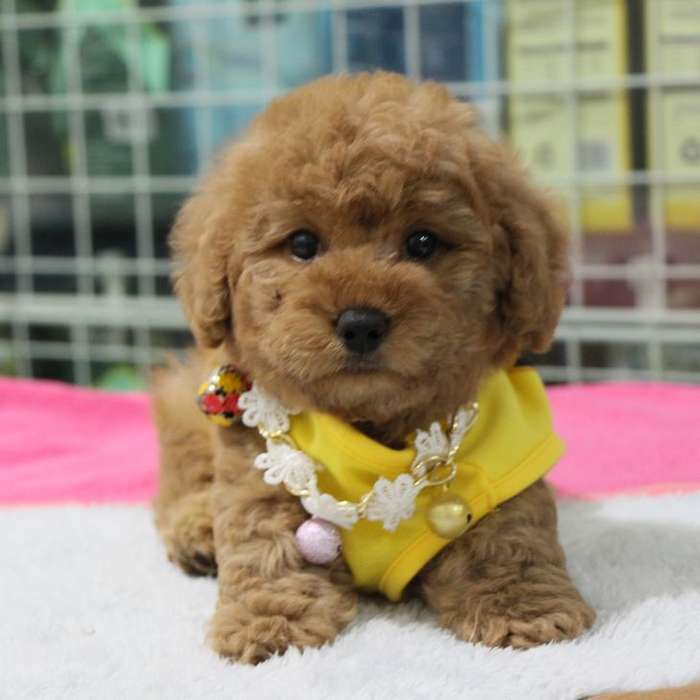 摩卡狗狗:探索这只可爱宠物的健康与护理 摩卡狗狗:探索这只可爱宠物的健康与护理