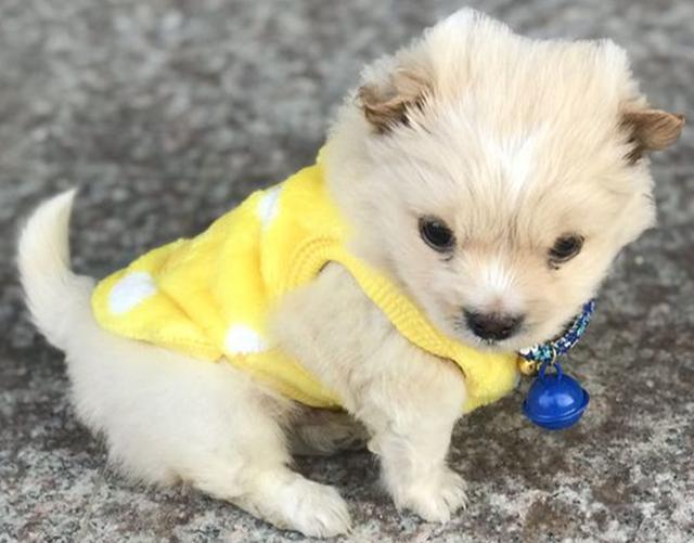 几个月的哈士奇算成犬 几个月的哈士奇算成犬